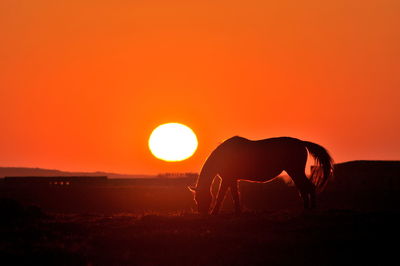 Silhouette horse grazing on field against clear sky during sunset