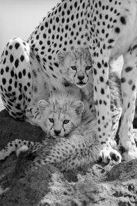 Close-up of cheetah