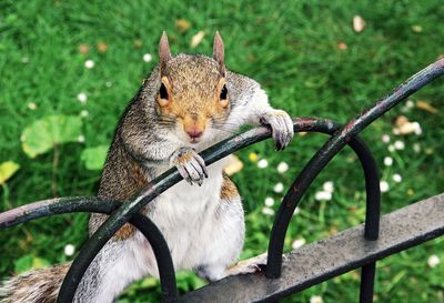 Close-up of squirrel eating outdoors