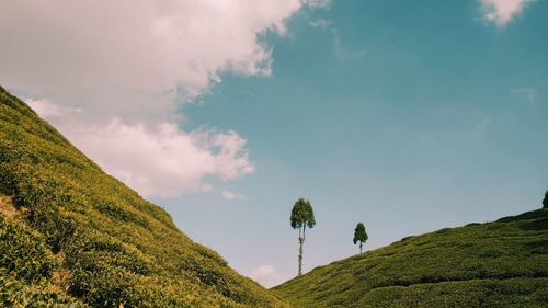 The beautifully cultivated hills of tea garden in darjeeling