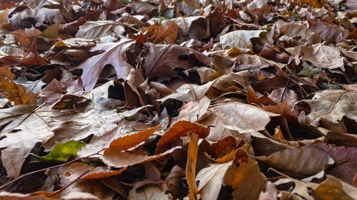 Full frame shot of dry autumn leaves