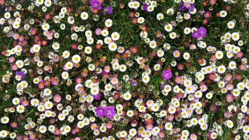 Full frame shot of flowers blooming in field