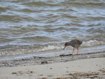 Bird on beach