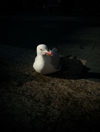 Swan perching on ground