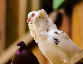 Close-up of a bird