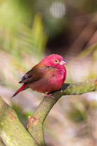 Close-up of bird perching on plant