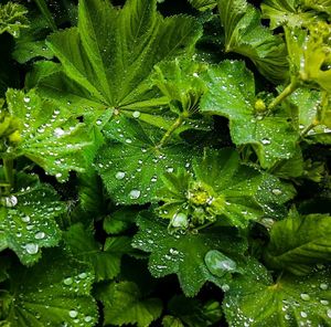 Full frame shot of leaves