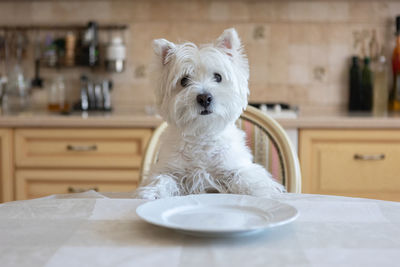 White dog west white terrier sits at the dining table in the kitchen in front of an empty plate