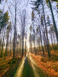 Road amidst trees in forest