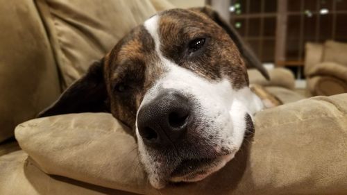 Close-up of dog resting on sofa