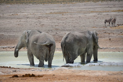 Elephants standing in waterhole