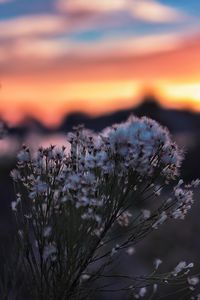 Close-up of frozen plants against sky during sunset