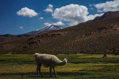 Sheep grazing on field against sky