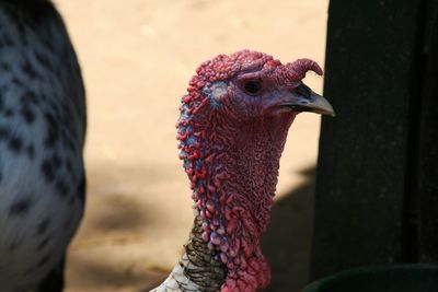 Close-up of a bird