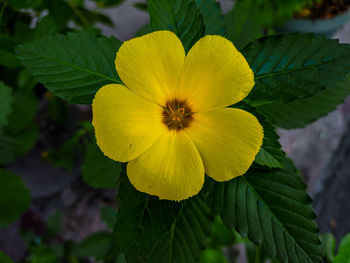 Close-up of yellow flowering plant