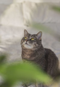 Gray domestic cat with beautiful eyes on a bed among green leaves of plants.