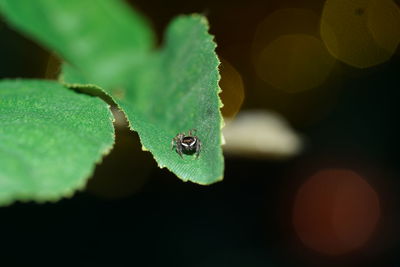 Close-up of insect on leaf