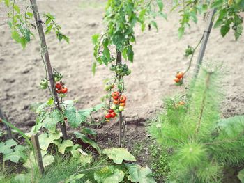 Tomato plants growing on field