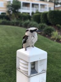 Bird perching on a field