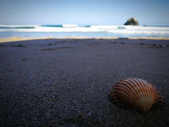 Close-up of snail on beach