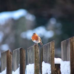 Close-up of bird perching on wooden post