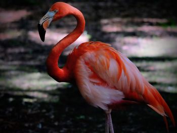 Close-up of a bird