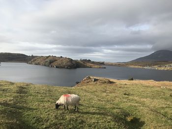 Sheep grazing in a field