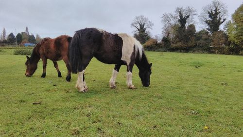 Horses grazing on field