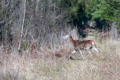 Deer standing in a forest