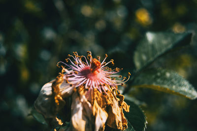 Close-up of wilted flower against blurred background