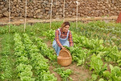 Smiling farmer harvesting green lettuce in countryside