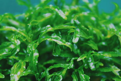 Close-up of fresh green plants in rainy season