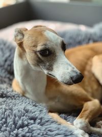 Close-up of dog looking away