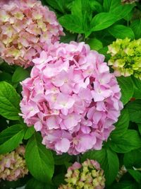 Close-up of pink flowers