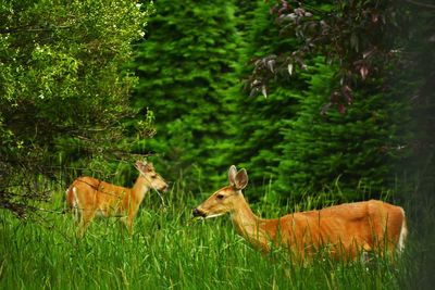 Deer in a forest