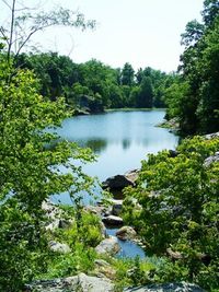 River in forest