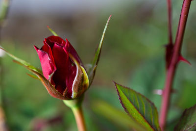 Close-up of red rose flower bud