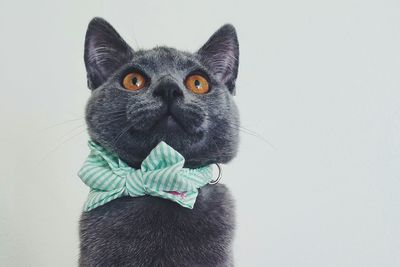 Close-up of british shorthair cat wearing tied bow looking up against white background