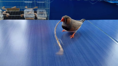 Bird holding rope on table