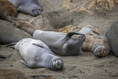 View of animal sleeping on sand