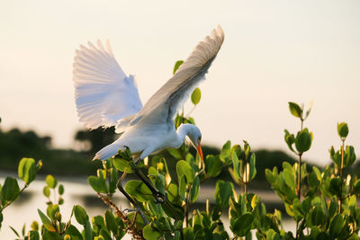 Bird flying in the sky