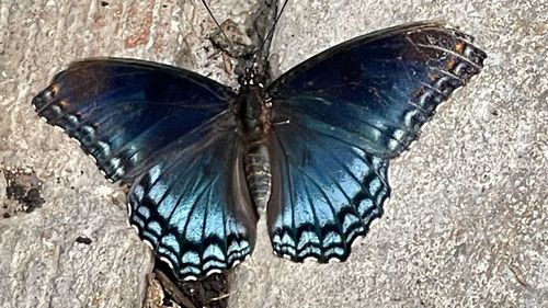 High angle view of butterfly