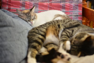 Close-up of cat sleeping