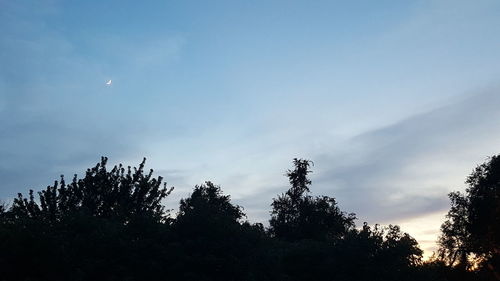 Low angle view of trees against sky