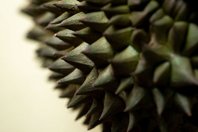 Close-up of spiral leaf