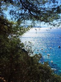 Reflection of trees in sea