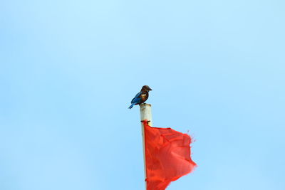 Low angle view of bird perching on red flag against clear sky