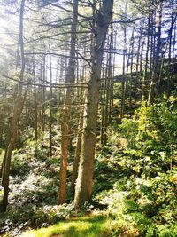 Trees in forest