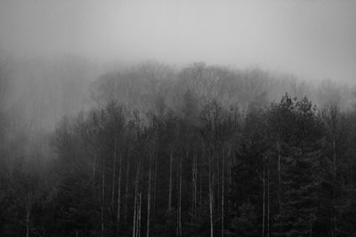 Trees in forest during foggy weather