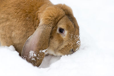 Close-up of a dog on snow covered land